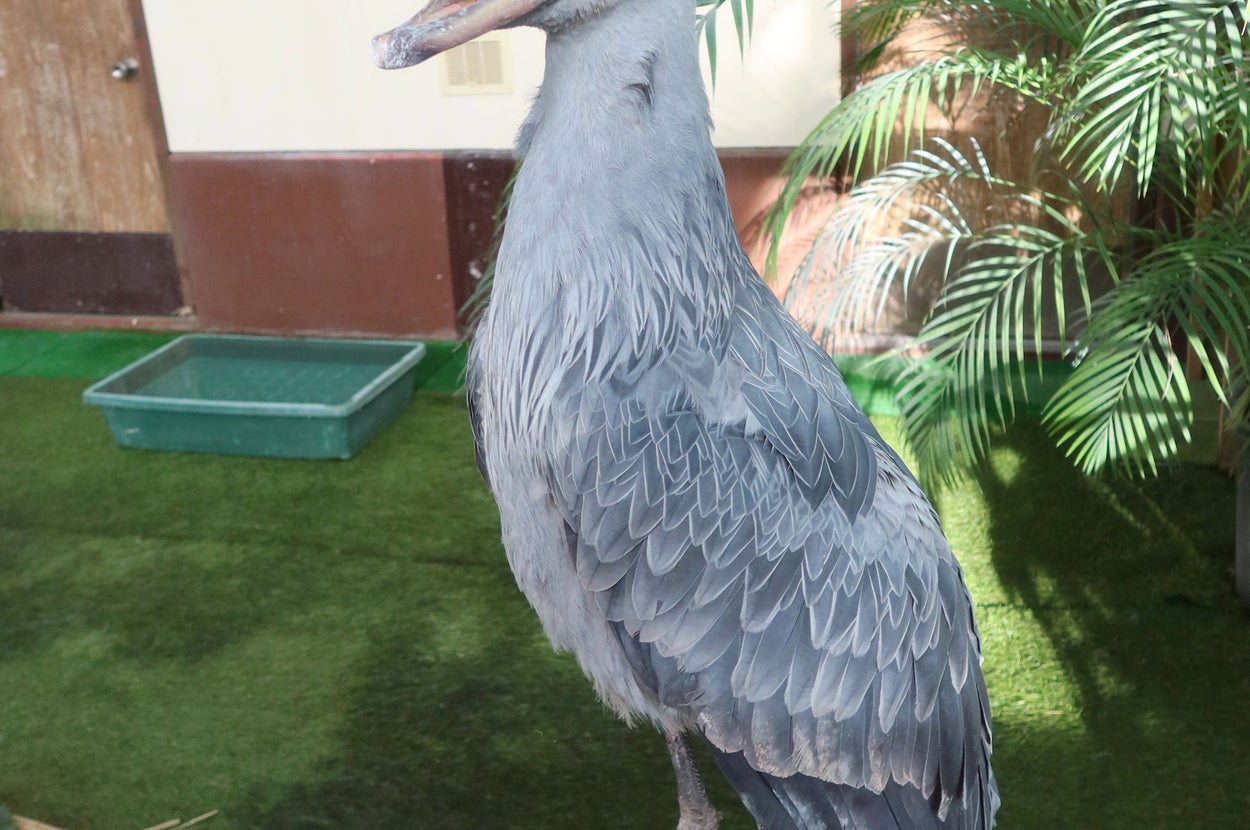 ハシビロコウのフドウ