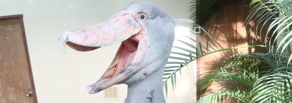 ハシビロコウのフドウ