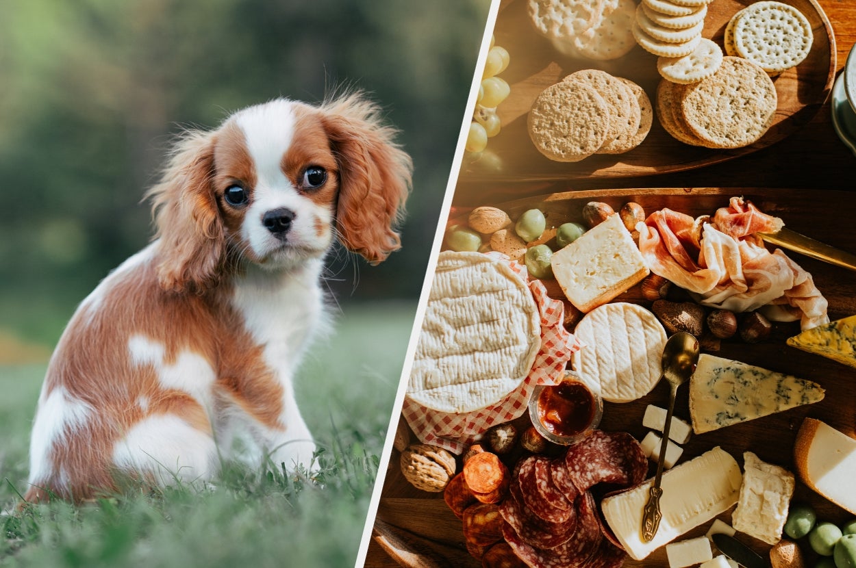 Cavalier King Charles Spaniel puppy on grass next to assorted cheeses and charcuterie on a wooden platter