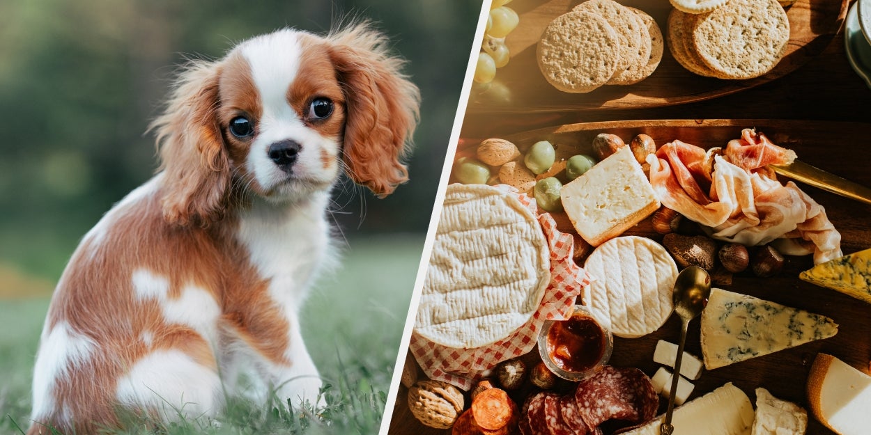 Choose Your Snacks And Secrets And I'll Reveal Your Dog Breed Energy