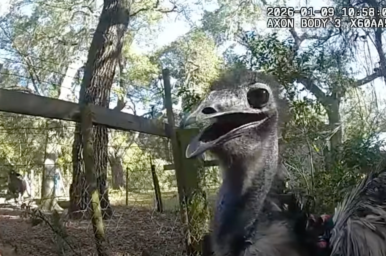 2023年1月9日、森の中で人とカメラに向かって口を開ける鳥。