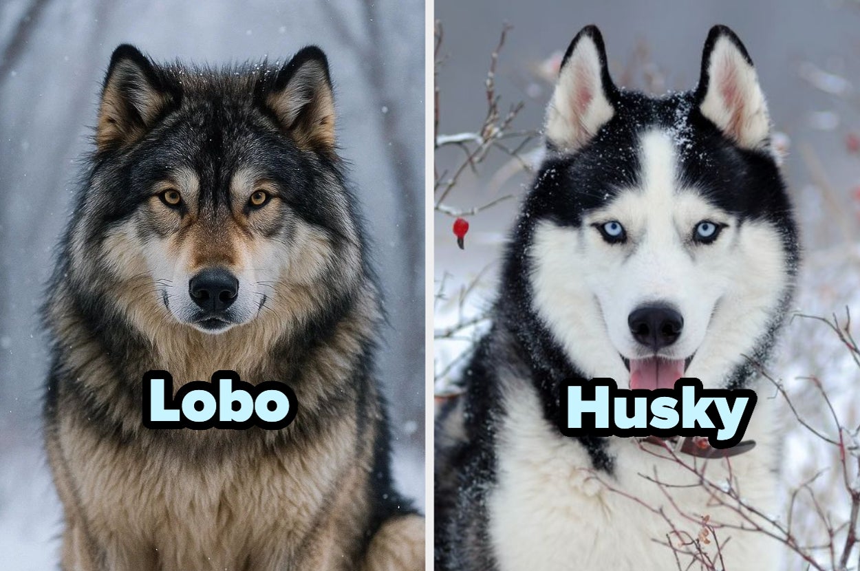 Comparación entre un lobo, a la izquierda, con rasgos salvajes y un husky, a la derecha, de aspecto más doméstico. Ambos en la nieve