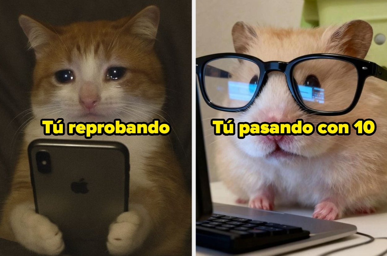 Gato triste con celular y hámster con gafas en computadora, con texto: "Tú reprobando" y "Tú pasando con 10"