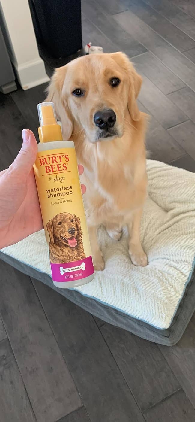 Person holding Burt's Bees waterless dog shampoo near a golden retriever sitting on a bed