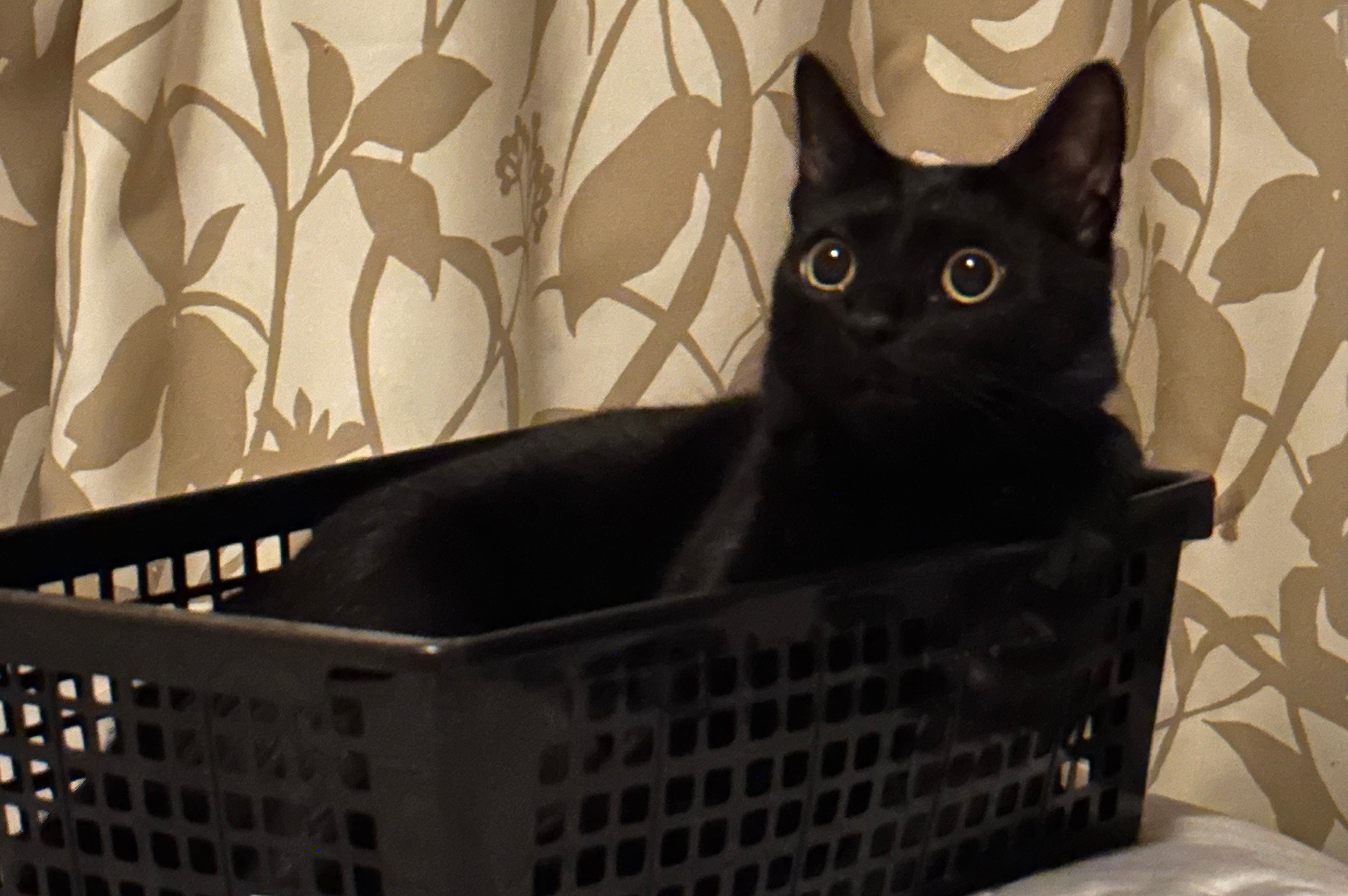 カゴの中でくつろぐポルナレフちゃん / つんさんのXアカウント（@yan_mugi）より