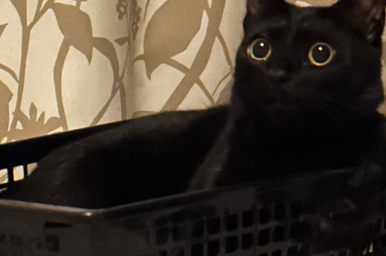 カゴの中でくつろぐポルナレフちゃん / つんさんのXアカウント（@yan_mugi）より