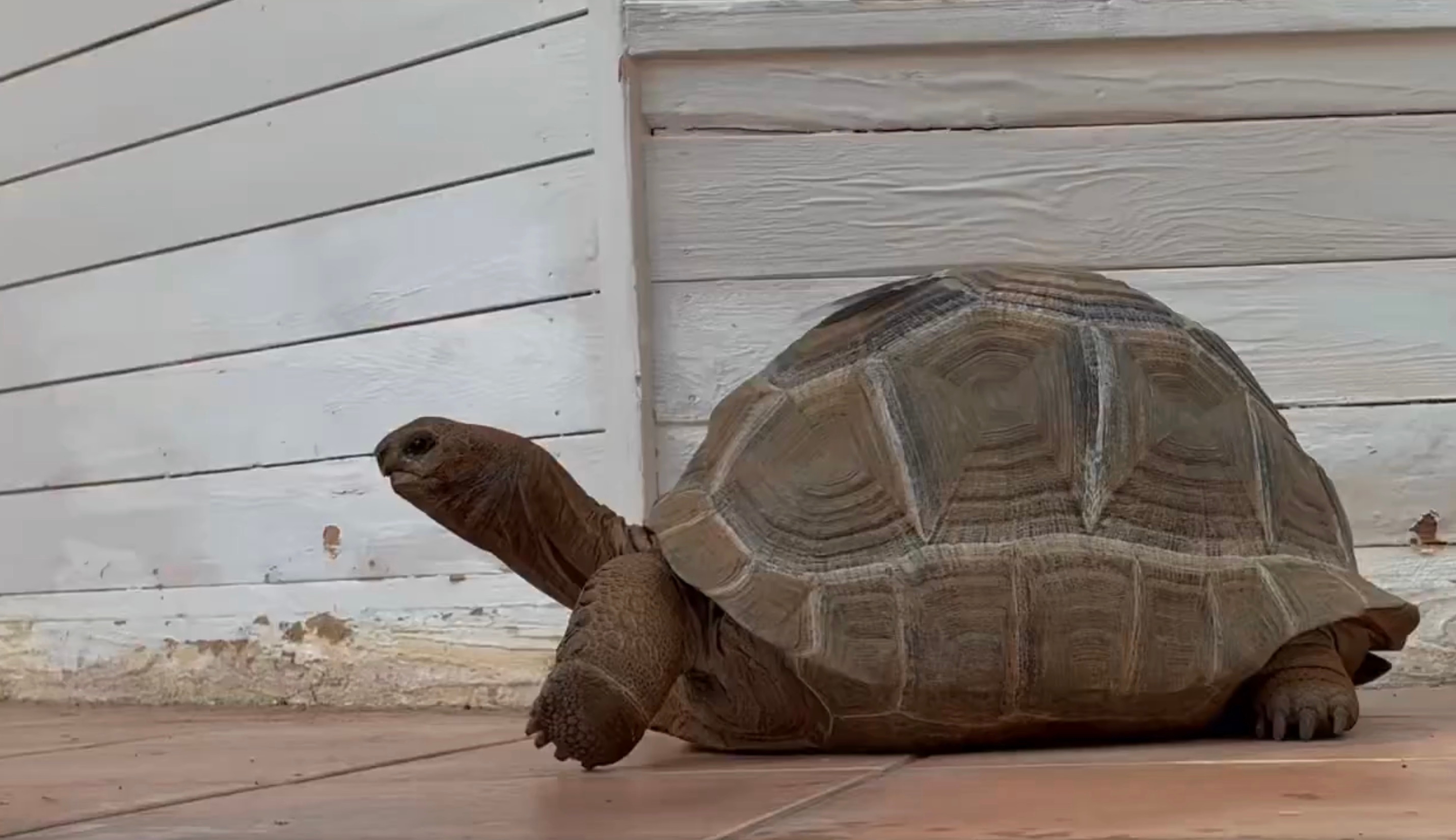 アルダブラゾガメ／道の駅ウミガメ公園のX（@umigame_kouen）より