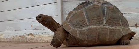 アルダブラゾガメ／道の駅ウミガメ公園のX（@umigame_kouen）より