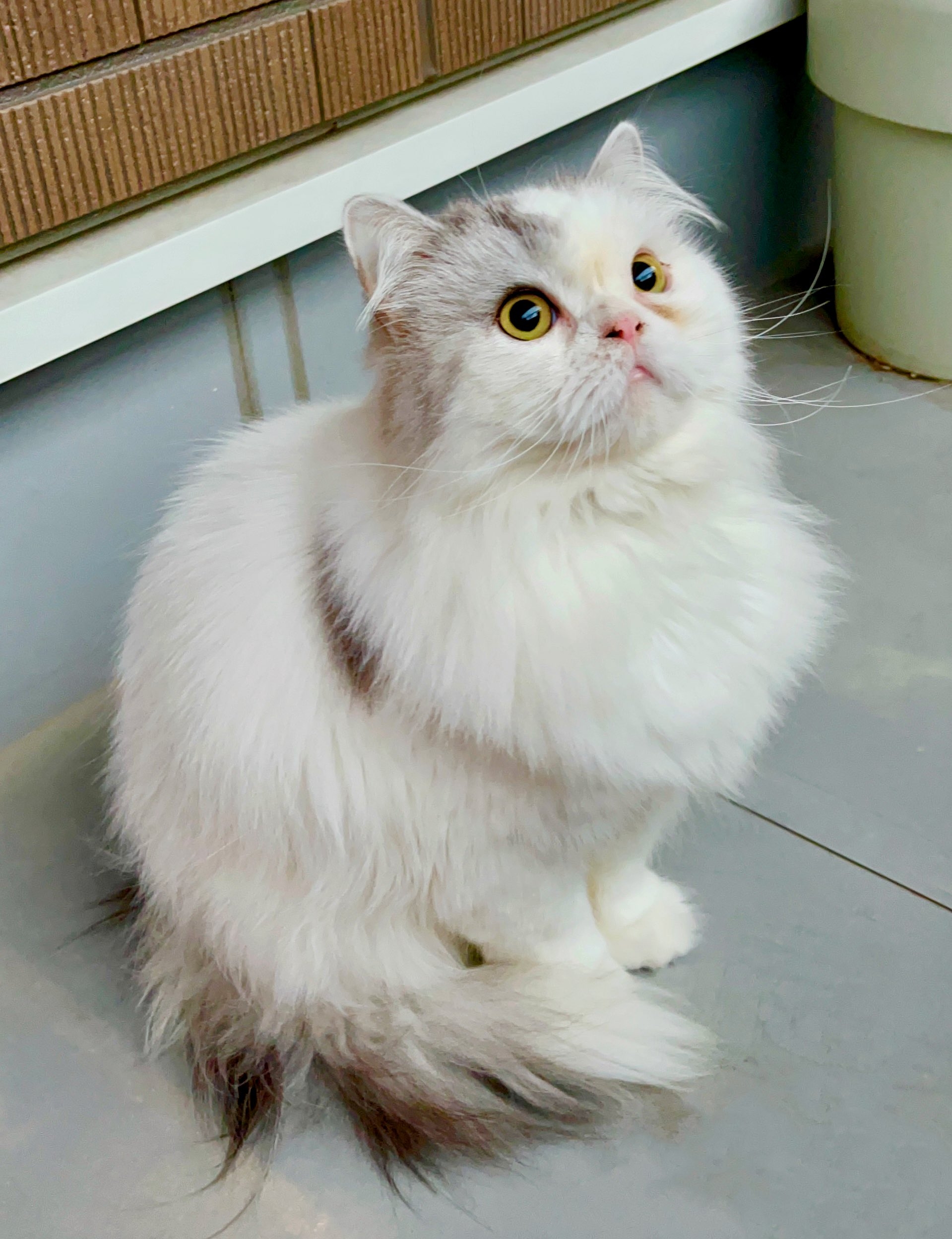 普段の清正くん / 飼い主さんのXアカウント（@www_nekono）より