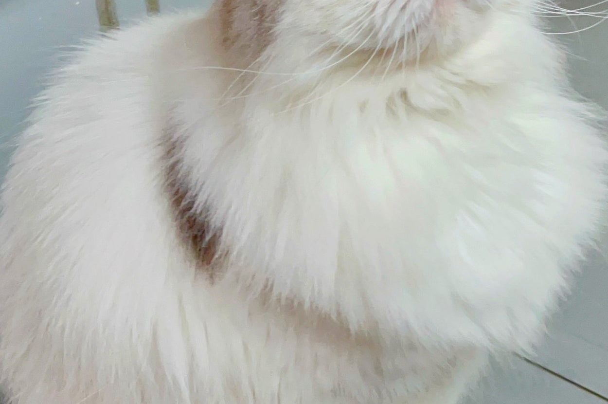 普段の清正くん / 飼い主さんのXアカウント（@www_nekono）より