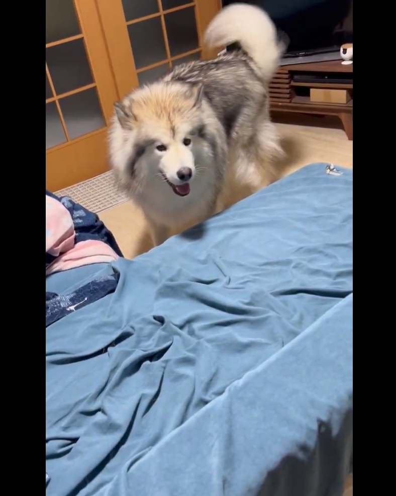 フブキくん / アラスカンマラミュート　フブキさんのXアカウント（@fu_bu_ki115）より