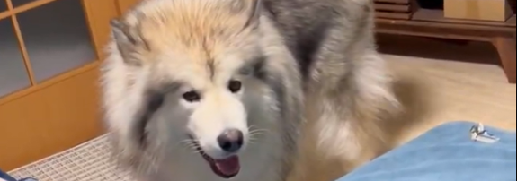 フブキくん / アラスカンマラミュート　フブキさんのXアカウント（@fu_bu_ki115）より