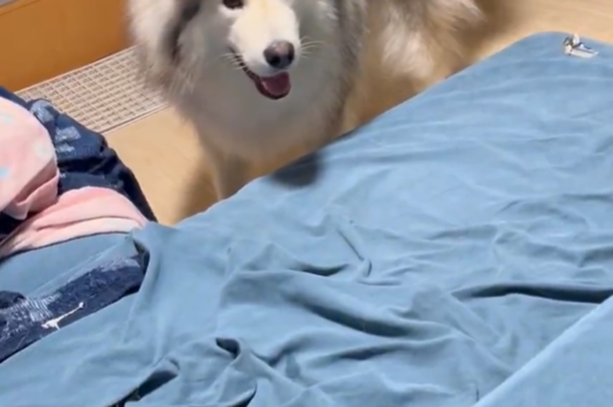 フブキくん / アラスカンマラミュート　フブキさんのXアカウント（@fu_bu_ki115）より