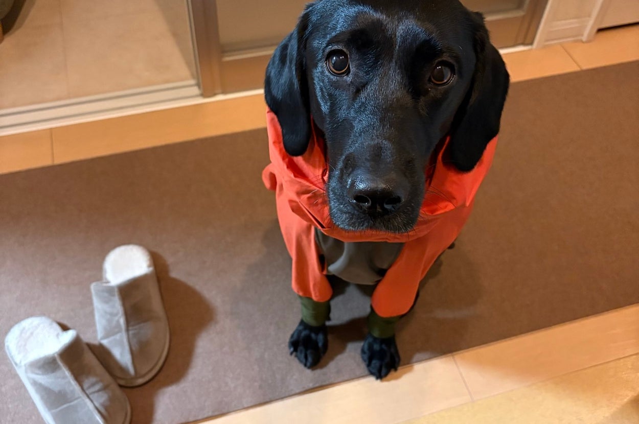 散歩に行こうと意気込むメメちゃん（まめにゃんさんのXアカウント）