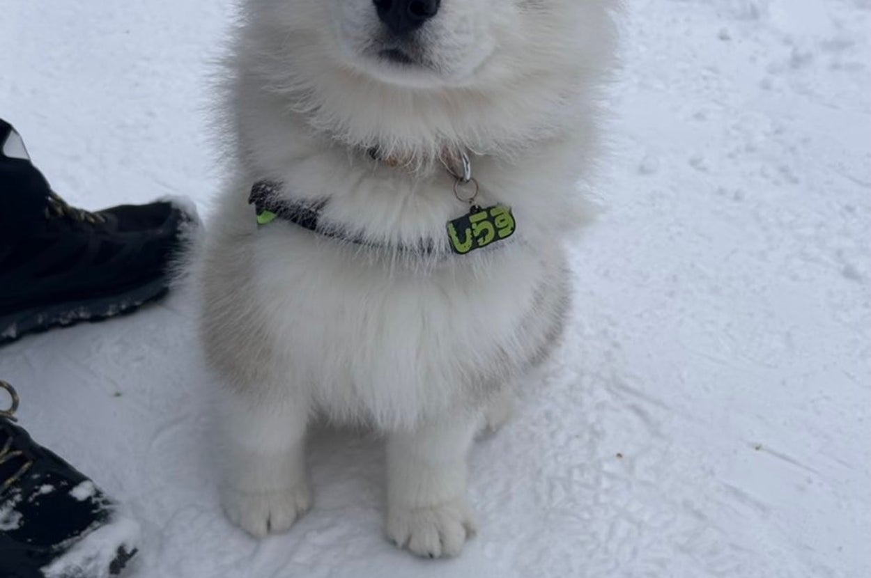 生後3カ月のしらすくん / しらすとほたてさんのXアカウント（@samosky_shirasu）より