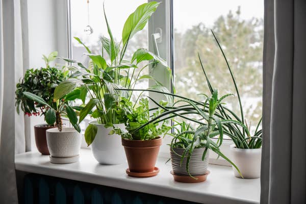 Various houseplants in pots on a windowsill, receiving natural light