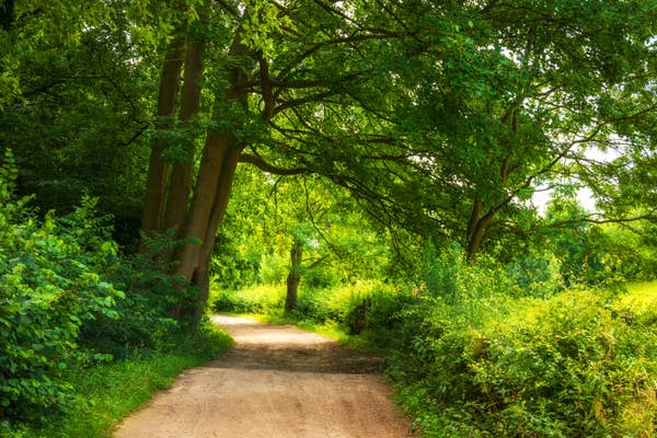 A serene dirt path winds through a lush, green forest with towering trees creating a natural canopy overhead