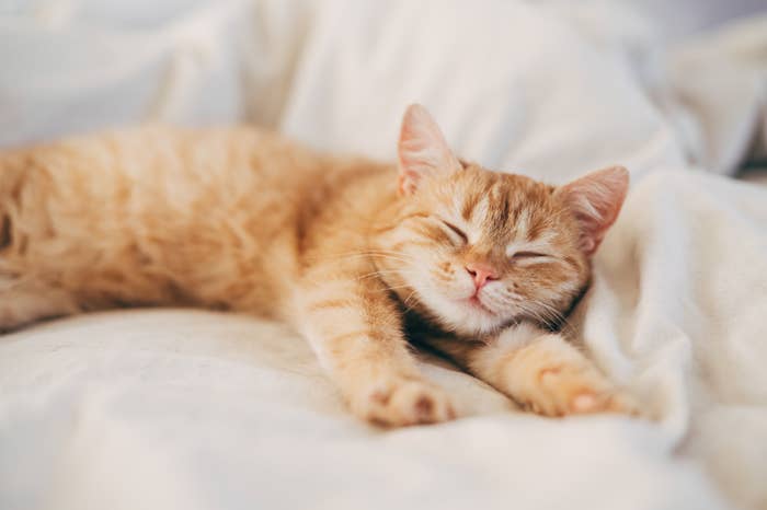 A relaxed cat stretches out comfortably while sleeping on a soft blanket, exuding a sense of peace and contentment