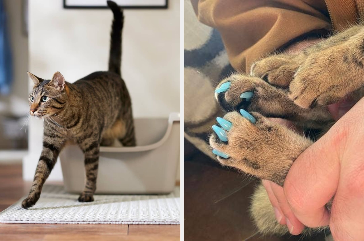 Two images of a cat: Left shows a cat walking, right highlights its blue claw caps. Perfect for those interested in pet grooming products