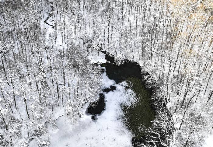 Here’s The Real Story Behind The Whole “Exploding Trees” Panic