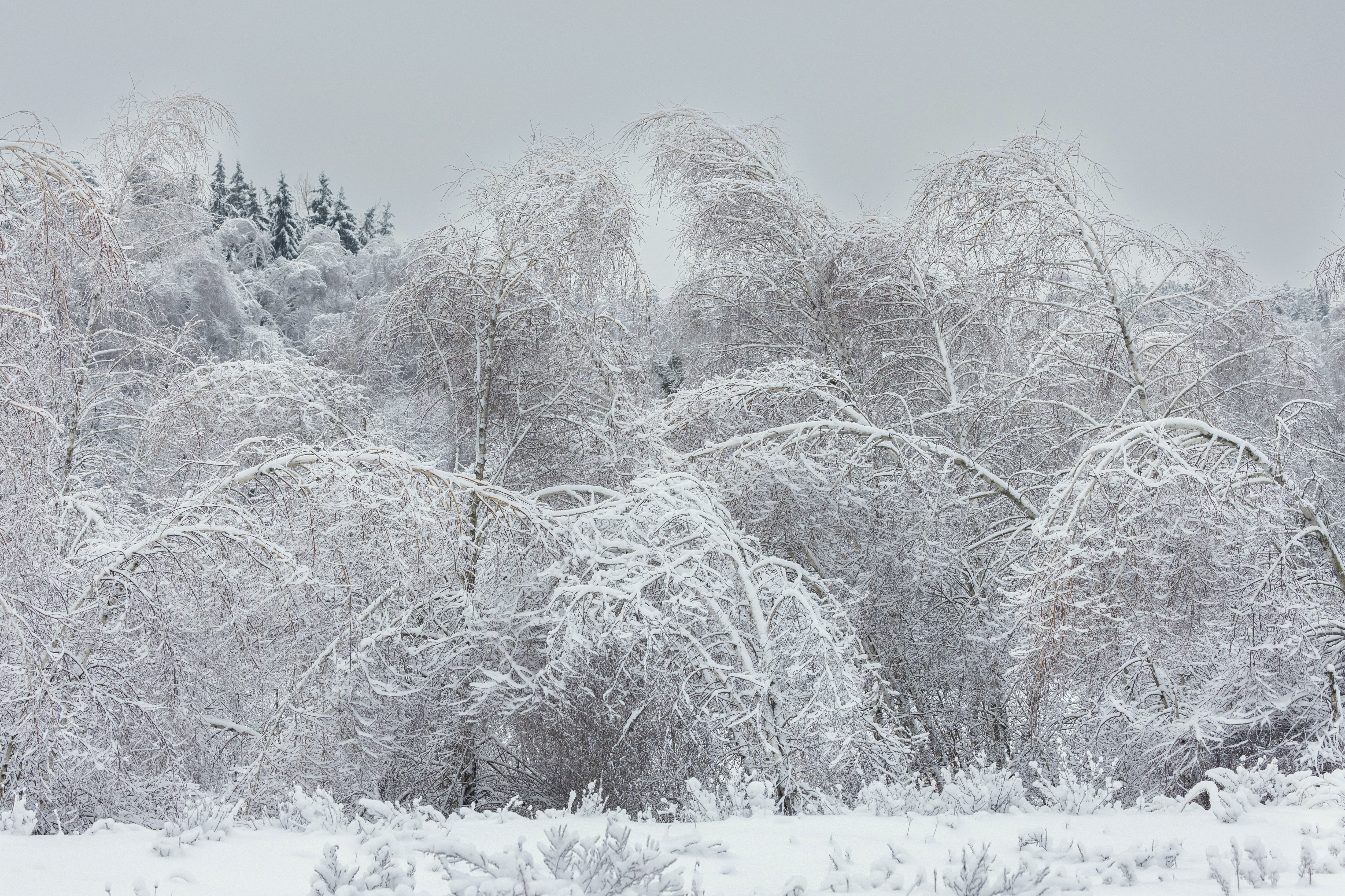 Ice Exploded Tree Here’s The Real Story Behind The Whole “Exploding Trees” Panic