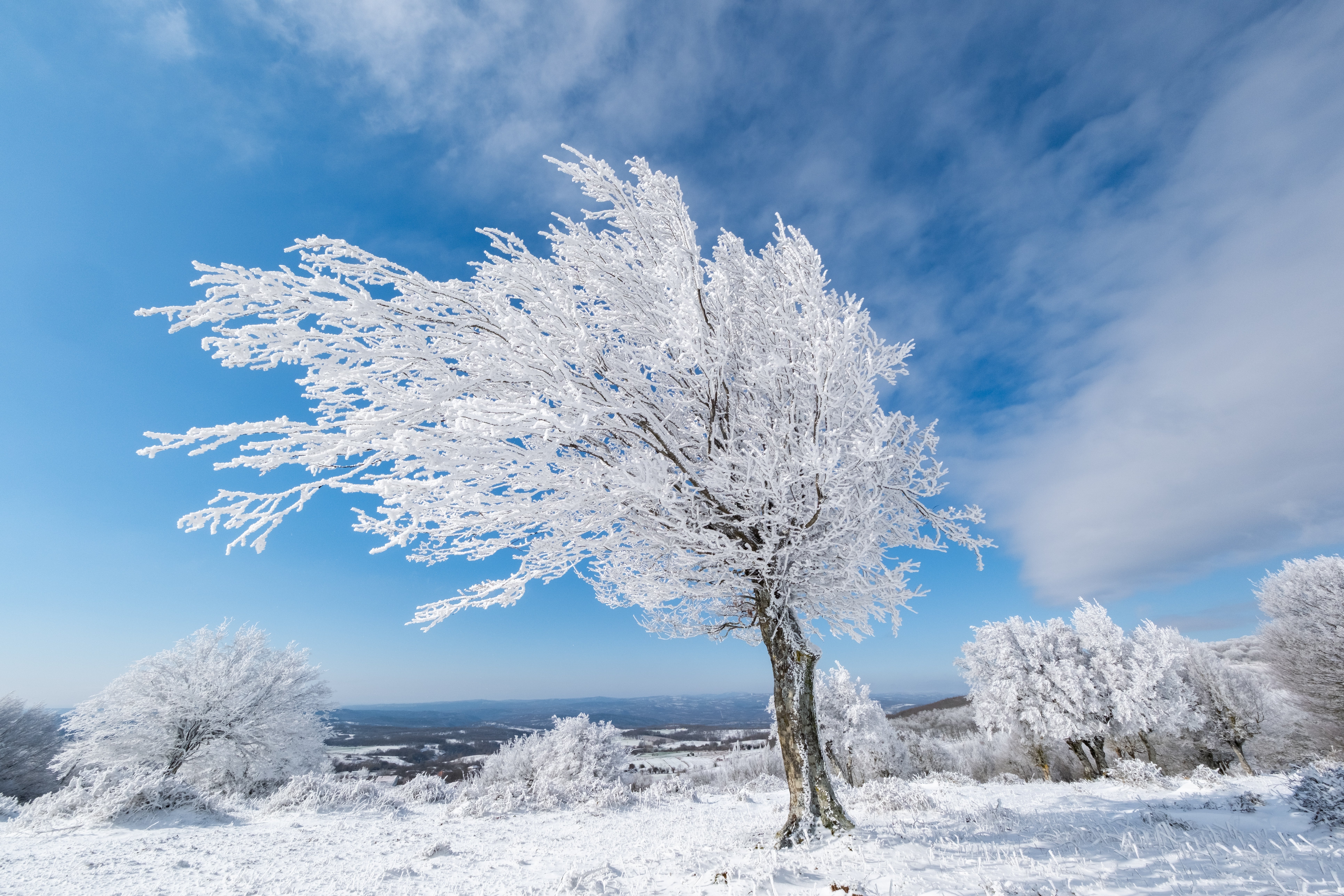 Ice Exploded Tree Here’s The Real Story Behind The Whole “Exploding Trees” Panic