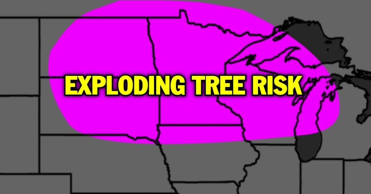 Here’s The Real Story Behind The Whole “Exploding Trees” Panic