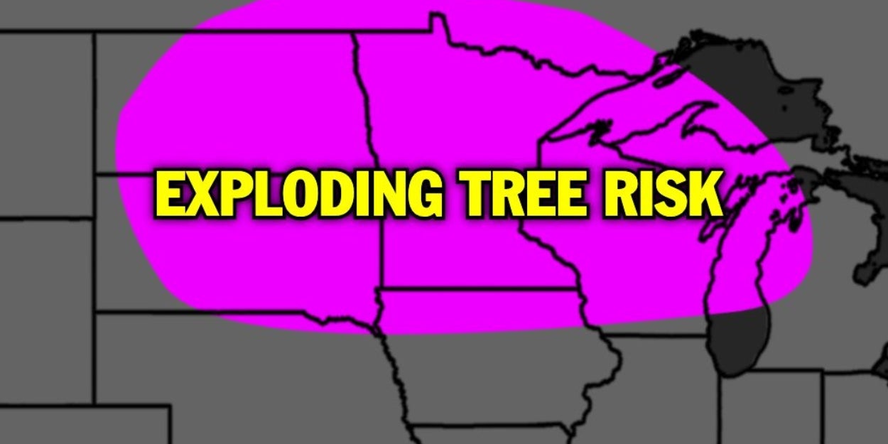 Here’s The Real Story Behind The Whole “Exploding Trees” Panic