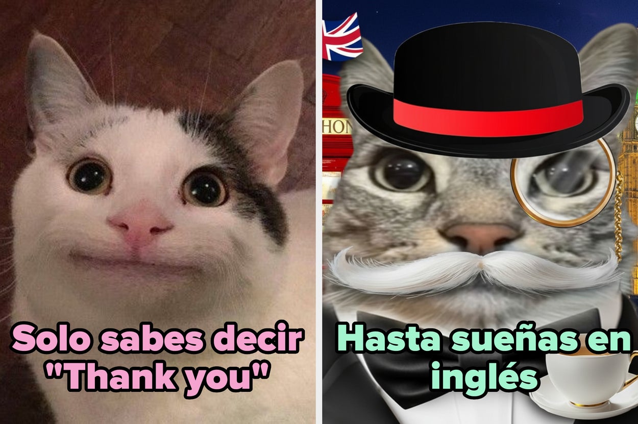 Meme con dos imágenes de gatos. El primero luce sorprendido y el texto dice "Solo sabes decir 'Thank you'". El segundo lleva sombrero y monóculo, con "Hasta sueñas en inglés"