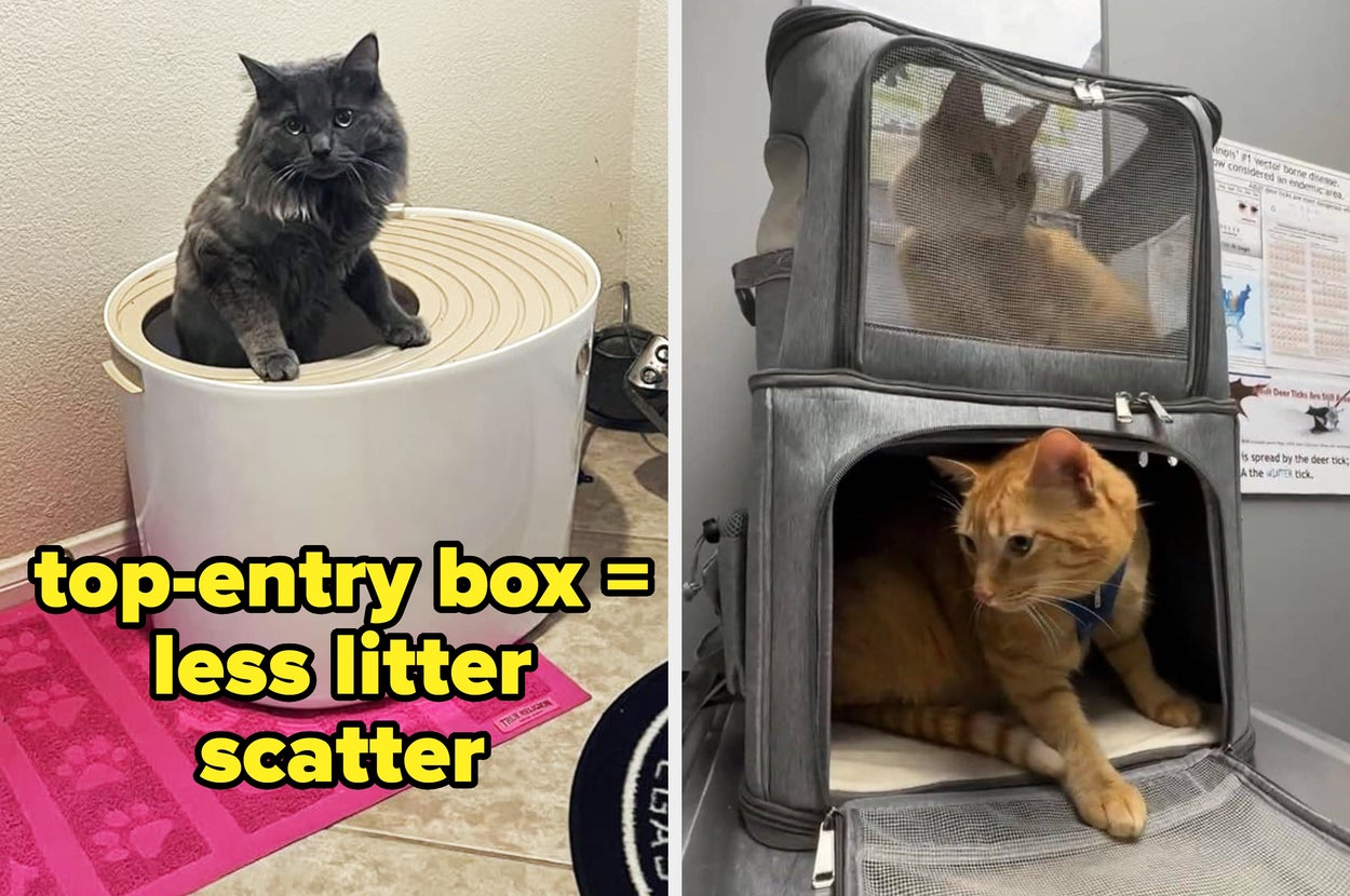 cat in a top entry litter box / cats in a two compartment carrier
