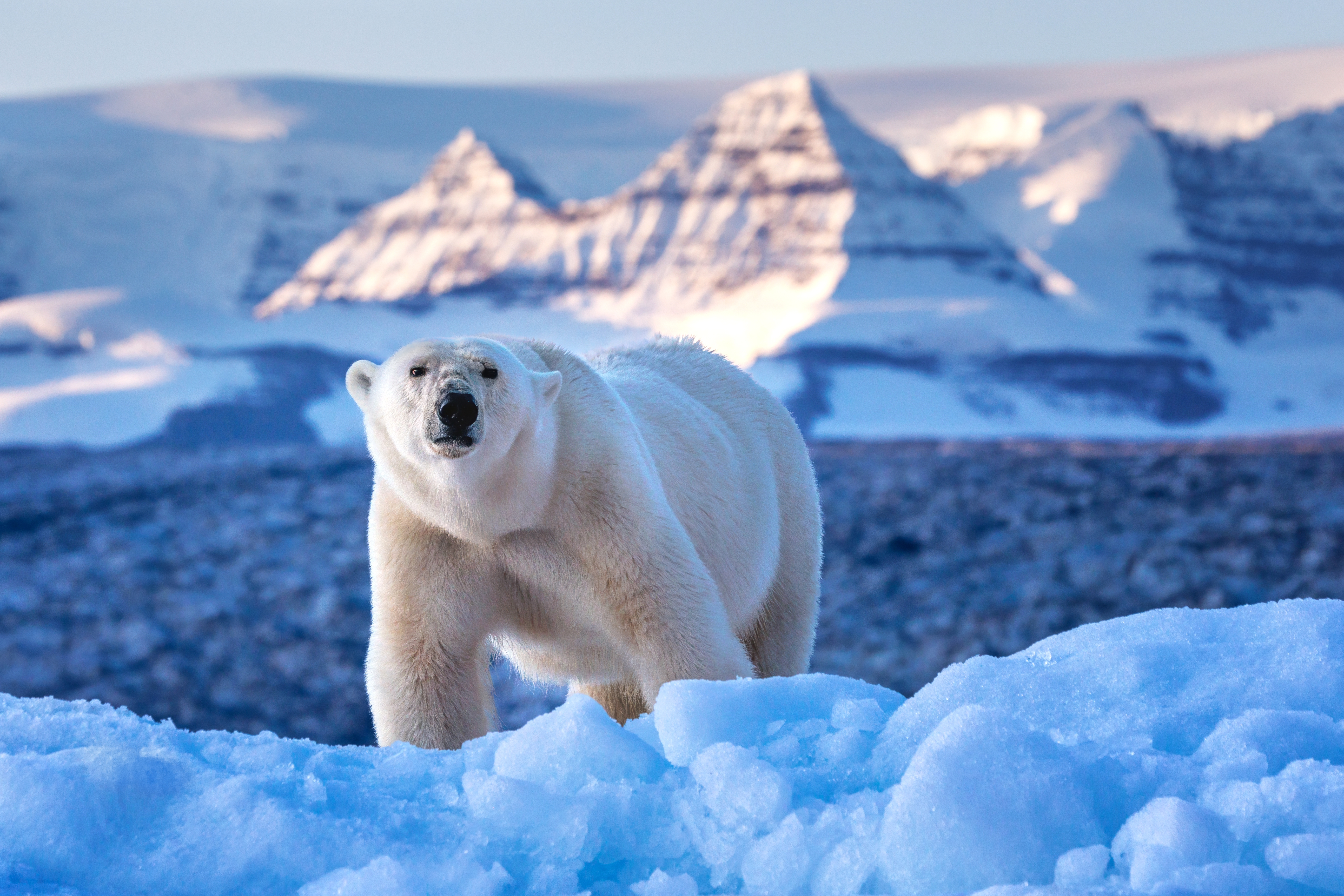 グリーンランドのスコアズビー湾の氷山にいるホッキョクグマ（Rixipix / Getty Images）