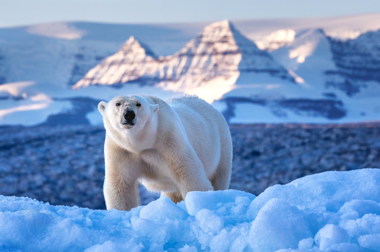 グリーンランドのスコアズビー湾の氷山にいるホッキョクグマ（Rixipix / Getty Images）