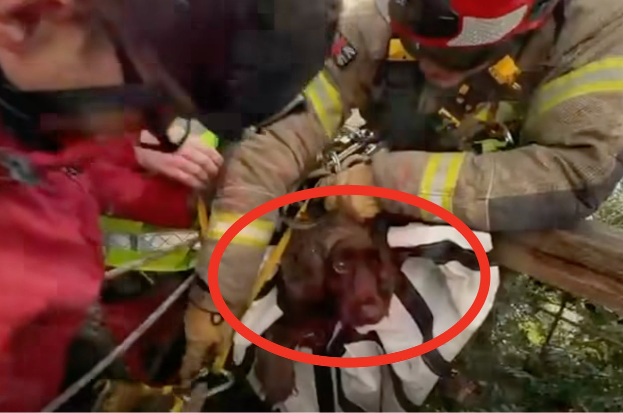 消防士たちが犬を救助して担架に載せている。