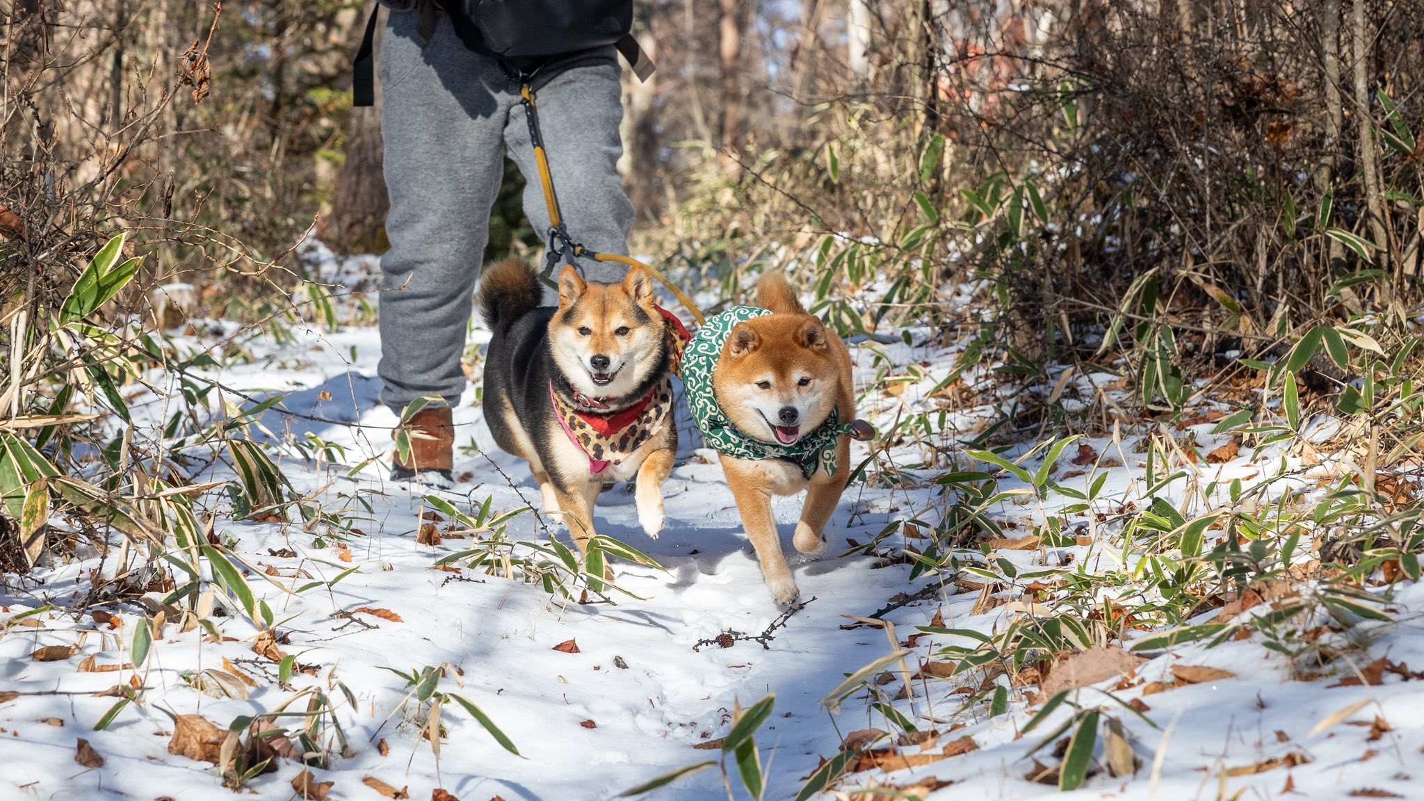 散歩中のくろずちゃん（左）とたけちよくん（右）/ 飼い主さんのXアカウント（@takechiyo_shiba）より