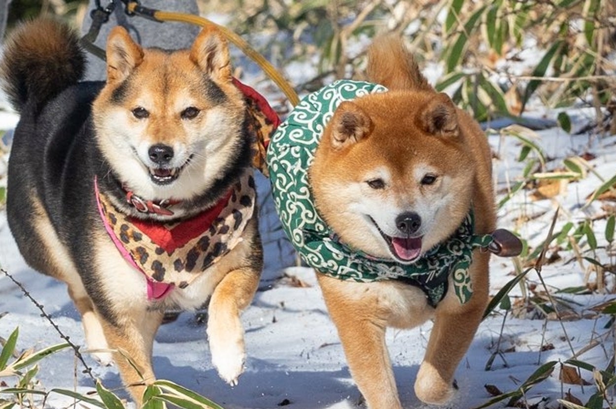 散歩中のくろずちゃん（左）とたけちよくん（右）/ 飼い主さんのXアカウント（@takechiyo_shiba）より