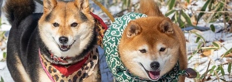 散歩中のくろずちゃん（左）とたけちよくん（右）/ 飼い主さんのXアカウント（@takechiyo_shiba）より