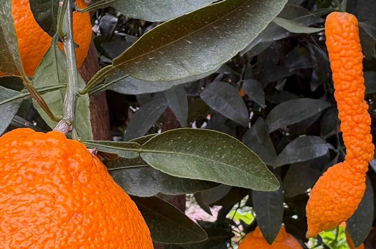 不知火を収穫しようとしたら……（OrangeeeenさんのXアカウント）