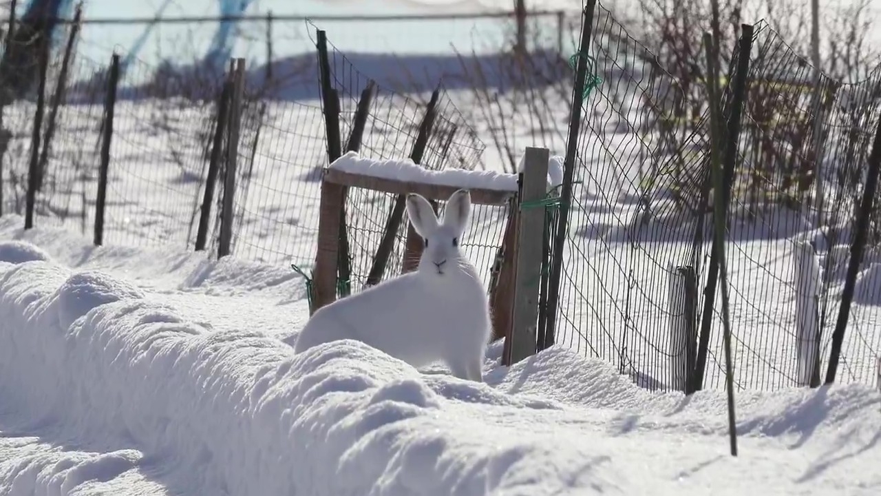 周囲を警戒するエゾユキウサギさん（びえいハスカップファームさんのXアカウントより）