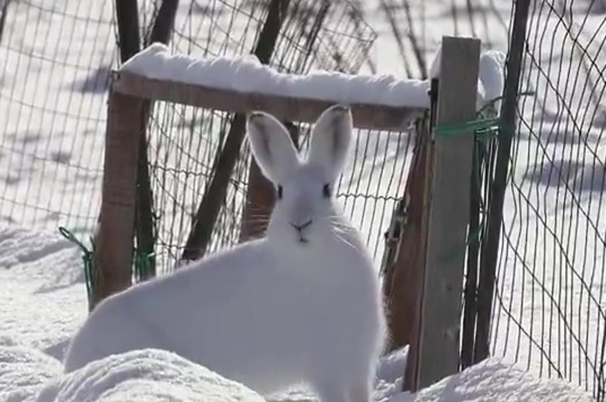 周囲を警戒するエゾユキウサギさん（びえいハスカップファームさんのXアカウントより）
