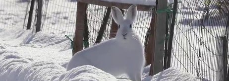 周囲を警戒するエゾユキウサギさん（びえいハスカップファームさんのXアカウントより）