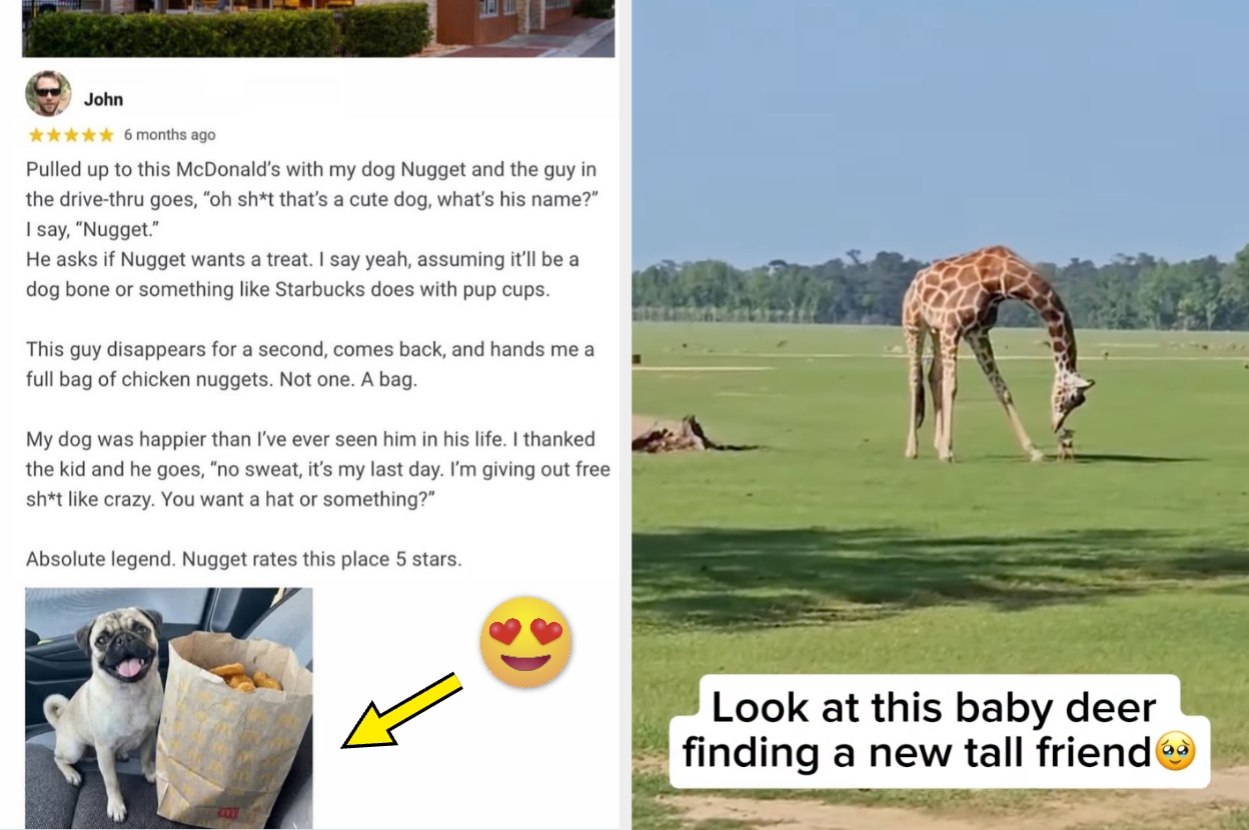 Left: A review about a dog named Nugget impressing a McDonald's employee. Right: Baby deer and giraffe interact playfully