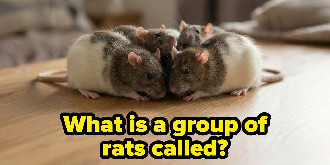 If You Can Score 15/20 On This Rat Trivia Quiz, You're Officially A Certified Rat