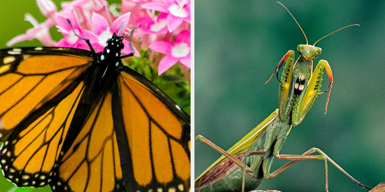 68% Of Adults Can't Identify These 20 Bugs