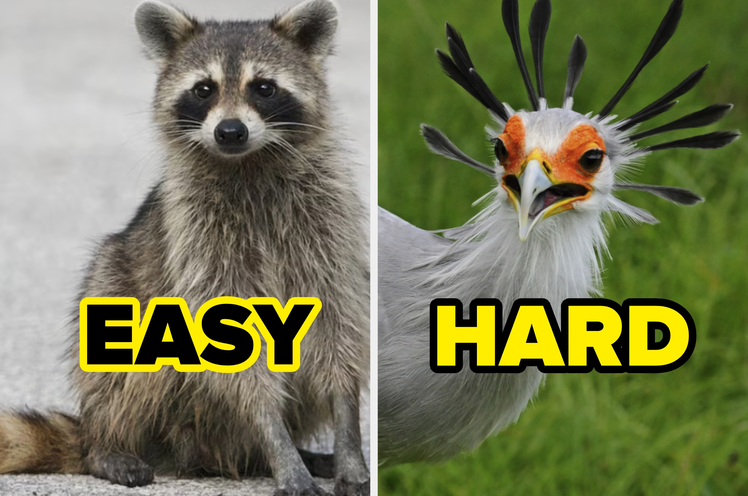 A raccoon labeled "Easy" and a secretary bird labeled "Hard."