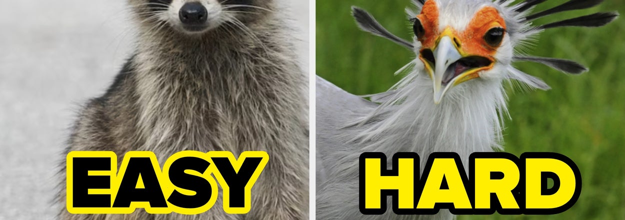Most Adults Have No Idea What Half These Animals Are - Do You?