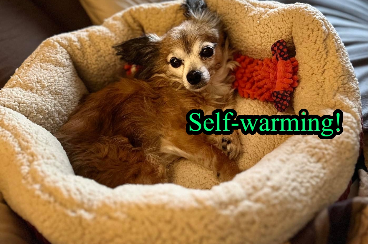Small dog lying in a plush pet bed with a toy beside it. Green text reads "Self-warming!" indicating the bed's feature
