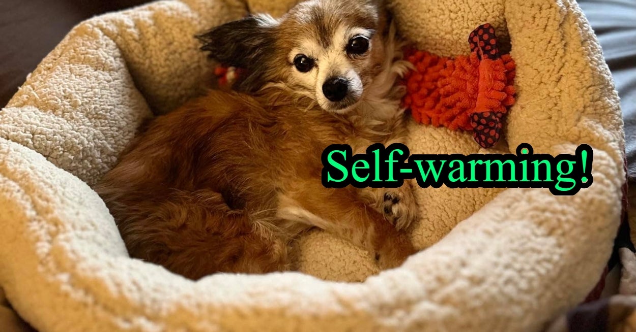 Pet Owners With Old Dogs Swear By These 29 Useful Products