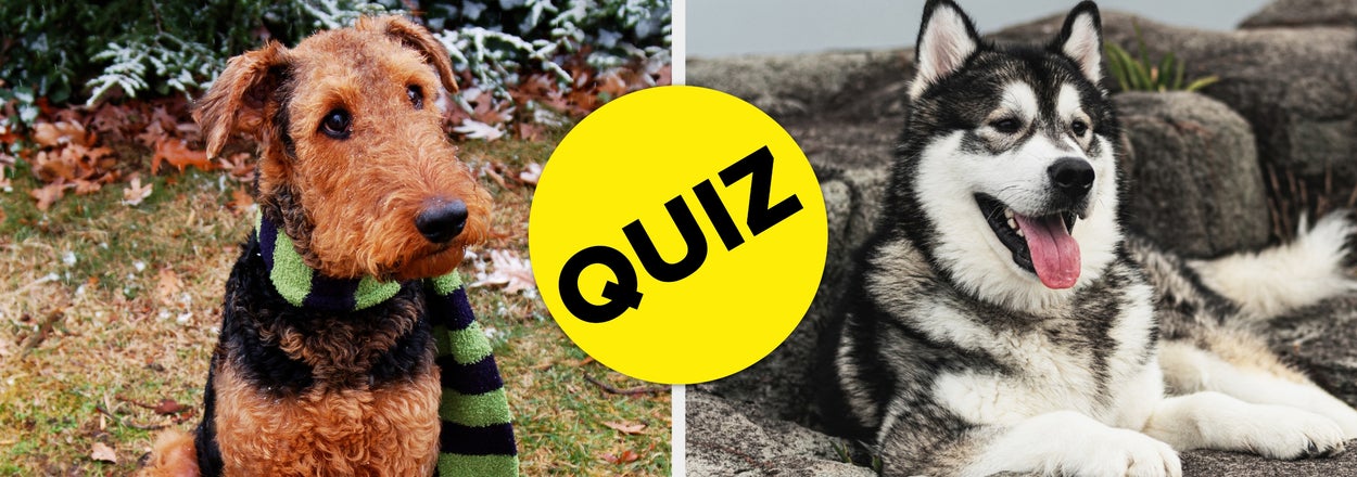 On A Scale From Indifferent To Unhinged, How Well Do You Know Dog Breeds?