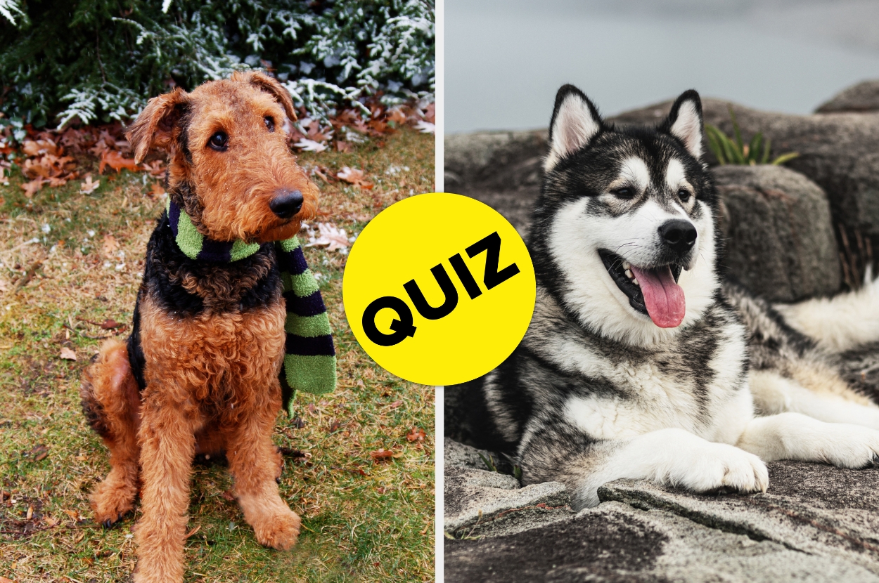 Airedale Terrier wearing a striped scarf and a Husky lying on rocks, separated by a "QUIZ" circle in the center