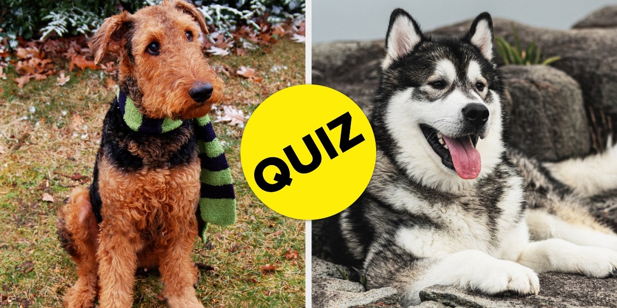 On A Scale From Indifferent To Unhinged, How Well Do You Know Dog Breeds?